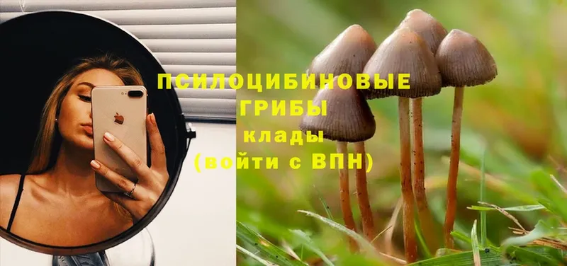 Псилоцибиновые грибы Psilocybine cubensis  Алапаевск 